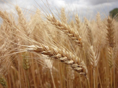 گندم معمولی